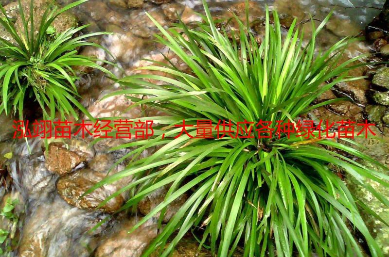 常年批发供应石菖蒲质量优价格低专业从事绿化苗木