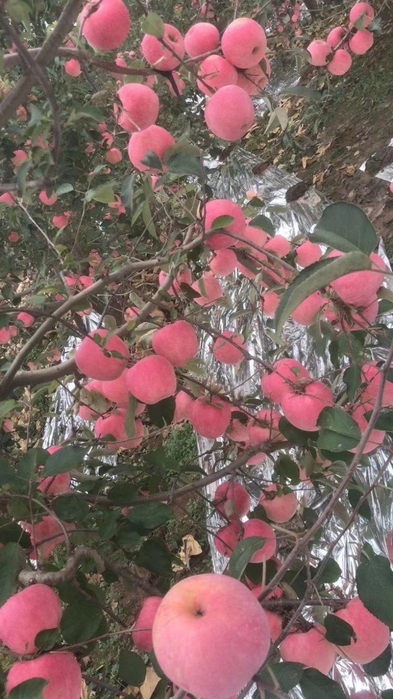 寒富，韩富，大量上市富士苹果，有需要的老板联系，