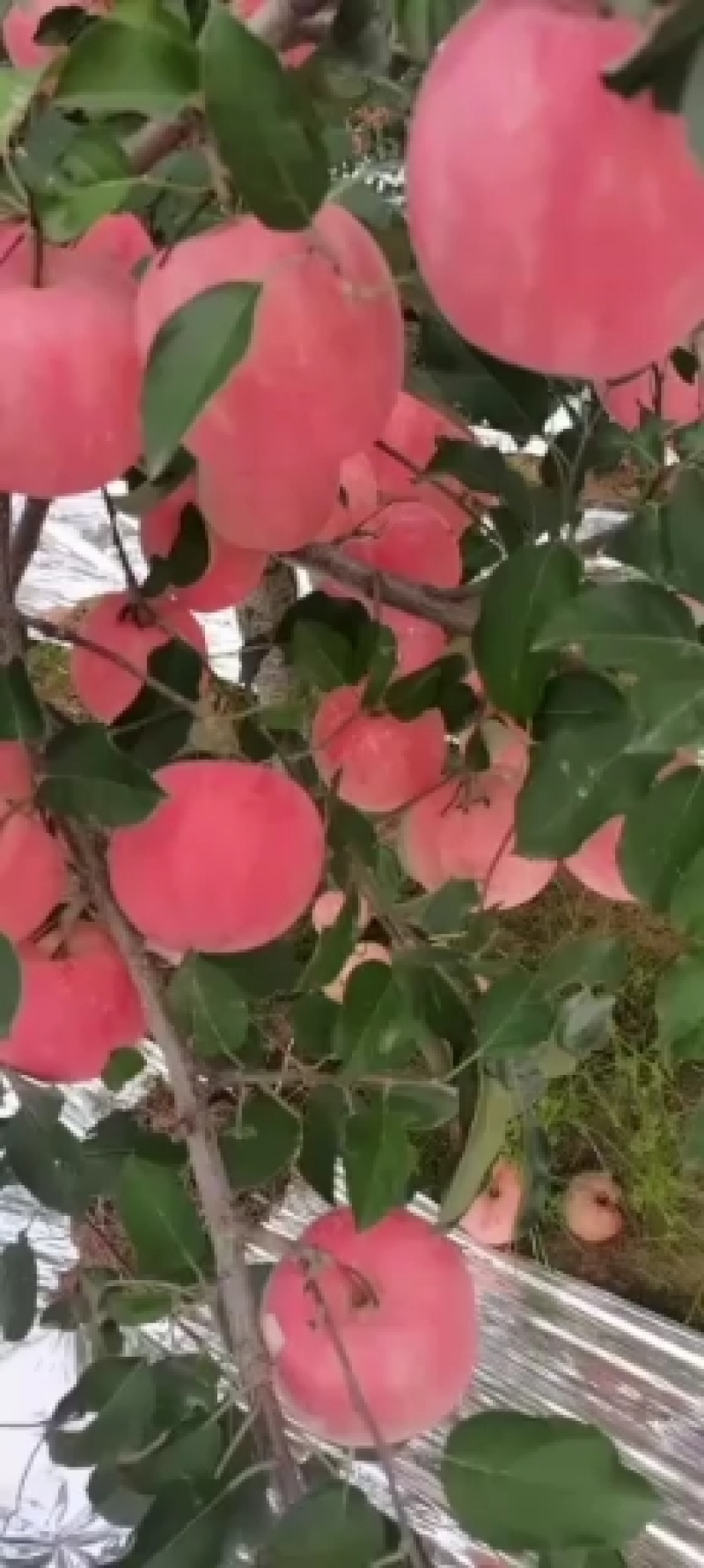 寒富，韩富，大量上市富士苹果，有需要的老板联系，