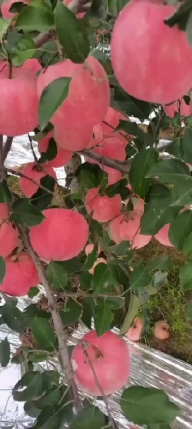 寒富，韩富，大量上市富士苹果，有需要的老板联系，
