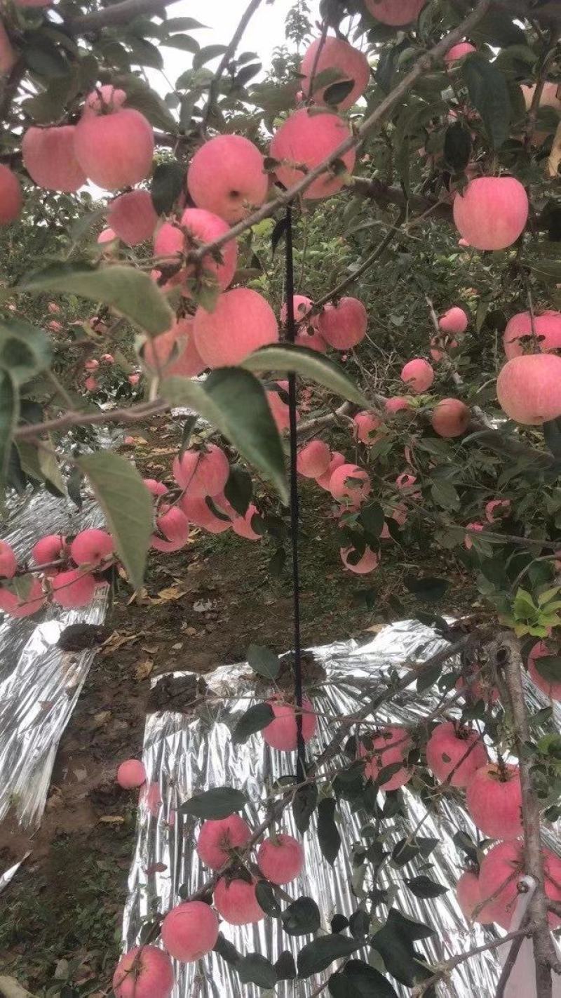 寒富，韩富，大量上市富士苹果，有需要的老板联系，