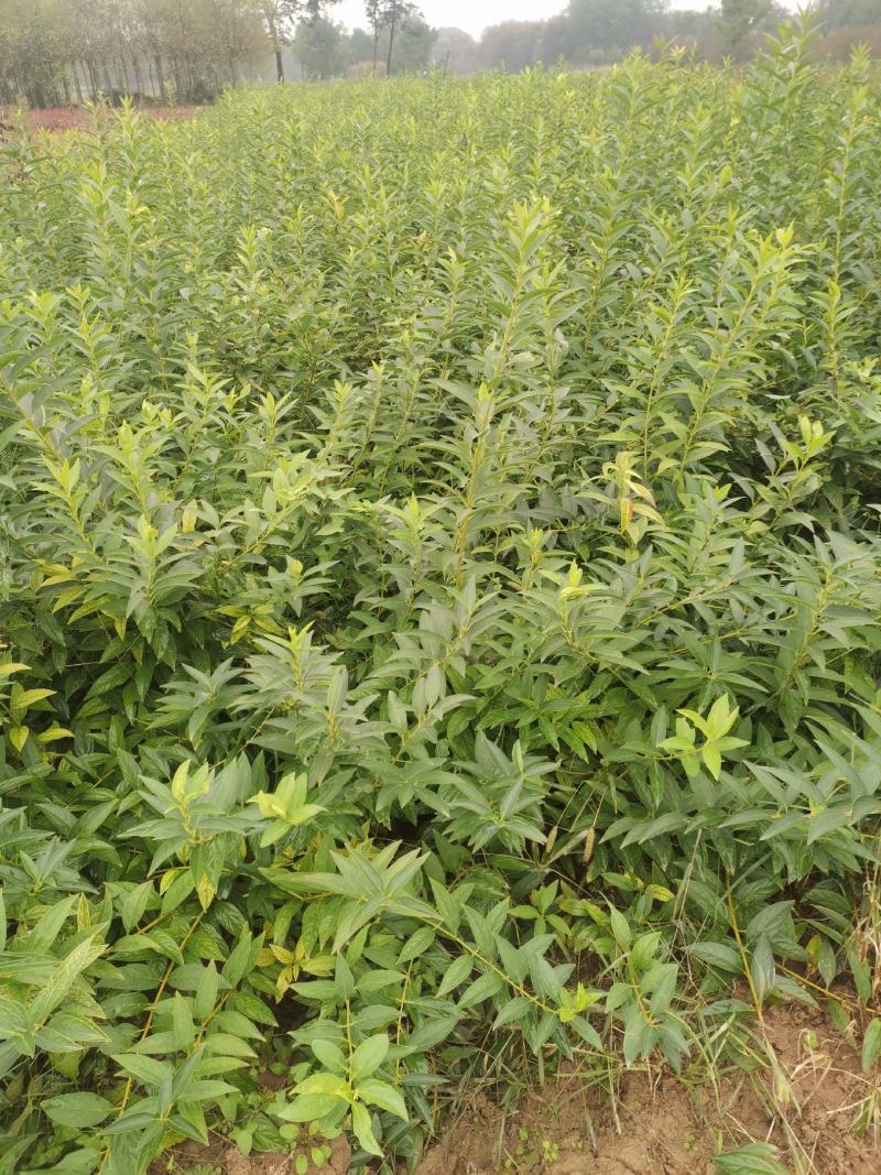 连翘营养杯连翘基地直销连翘苗高度50-80高