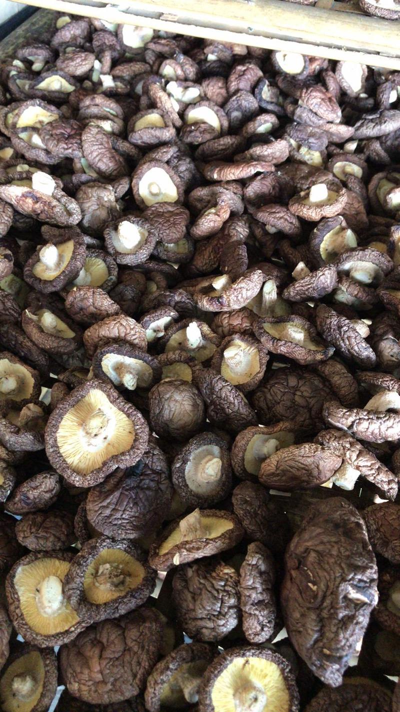 香菇是人工种植自然环境生长的炒，炖，老少皆宜