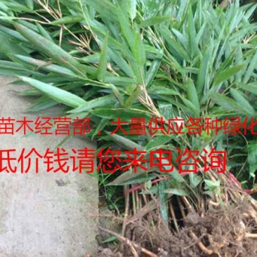 箬竹基地大量销售价格优惠规格齐全更低价钱请您来电咨询