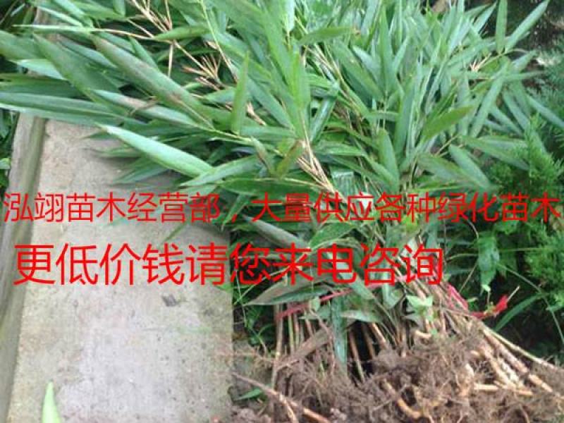 箬竹基地大量销售价格优惠规格齐全更低价钱请您来电咨询