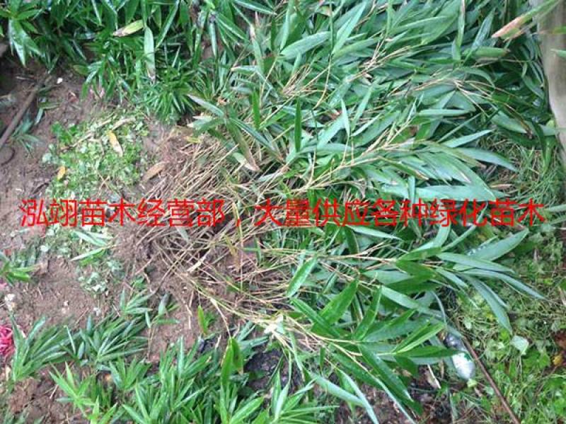 箬竹基地大量销售价格优惠规格齐全更低价钱请您来电咨询