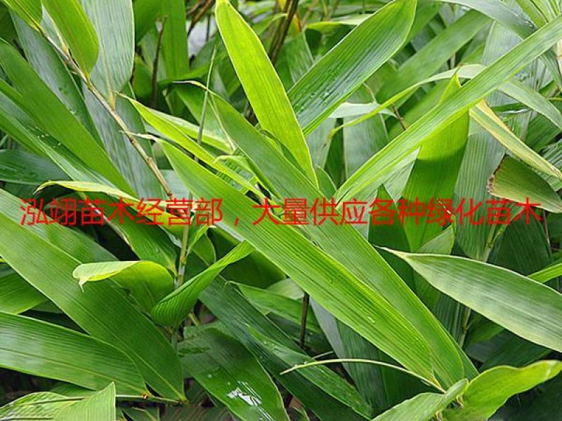 箬竹基地大量销售价格优惠规格齐全更低价钱请您来电咨询