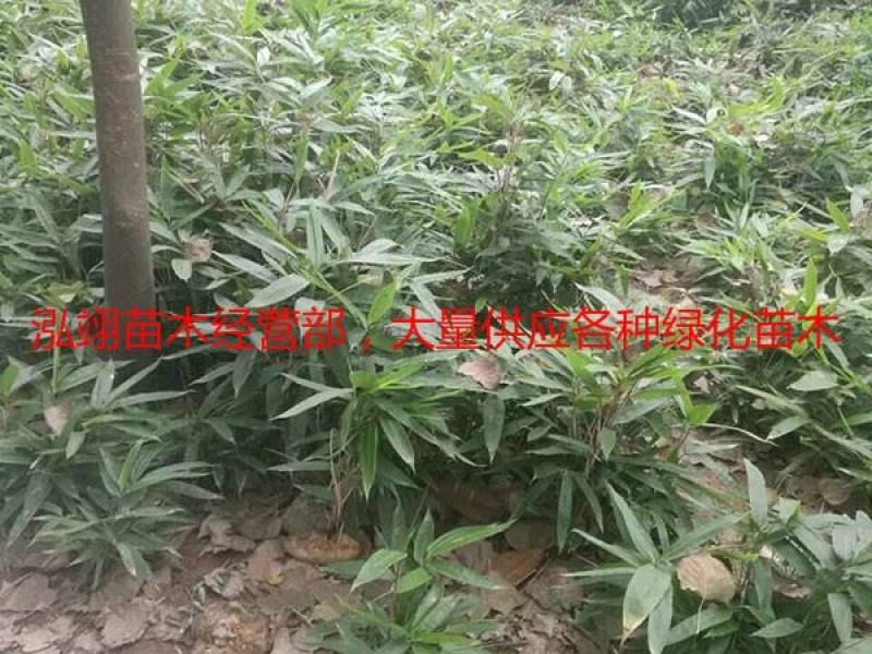 箬竹基地大量销售价格优惠规格齐全更低价钱请您来电咨询