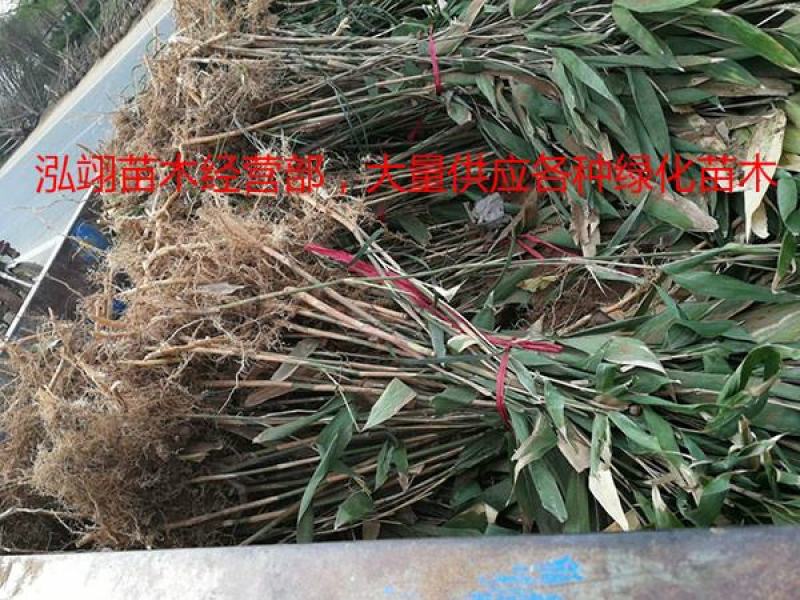 箬竹基地大量销售价格优惠规格齐全更低价钱请您来电咨询