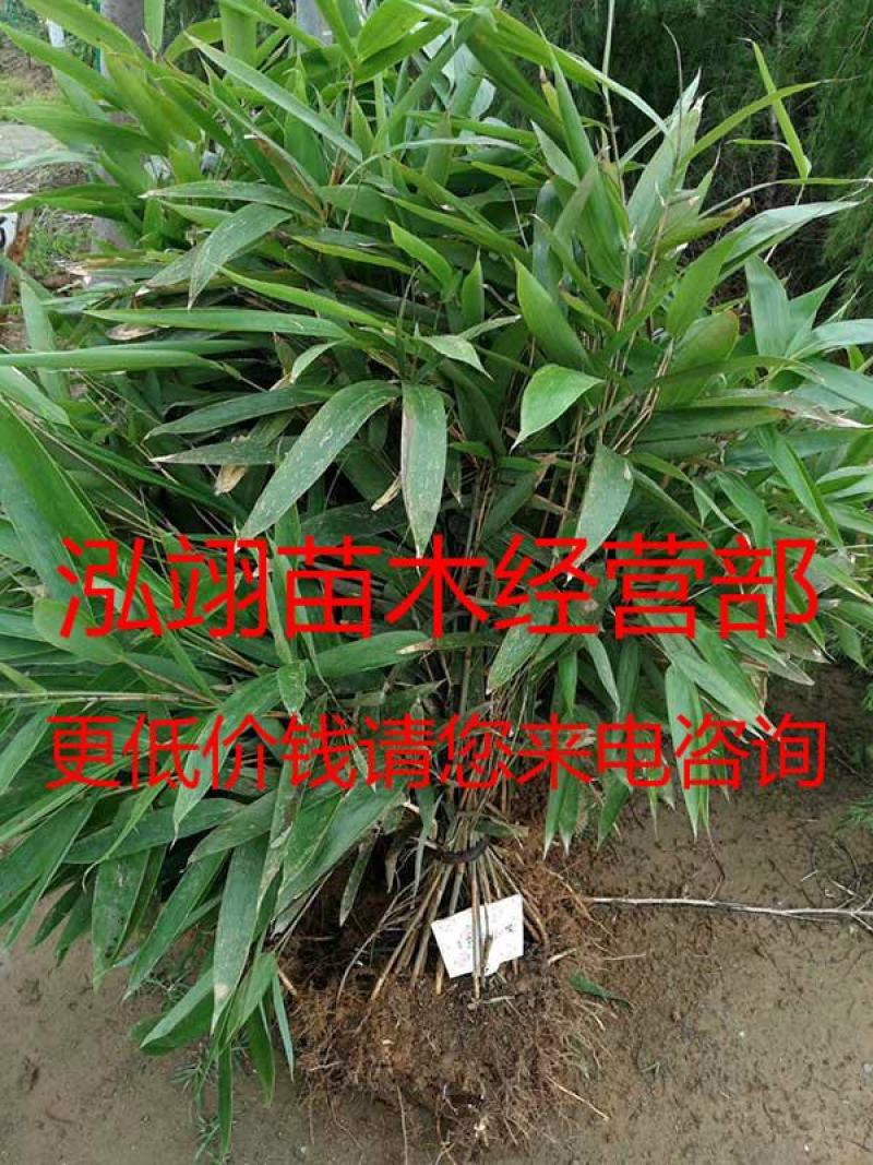 箬竹基地大量销售价格优惠规格齐全更低价钱请您来电咨询