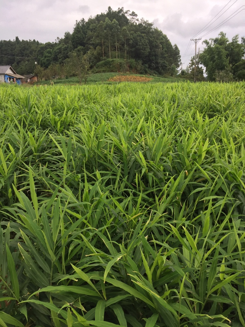 四川白口种姜春姜种四川优质姜种需要的朋友赶快