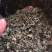 绞股蓝一手货源产地直销