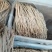 新货无硫低硫白条党参，大量上市，批零兼营，质优价美