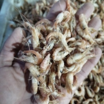 草虾一手货源，诚信为本