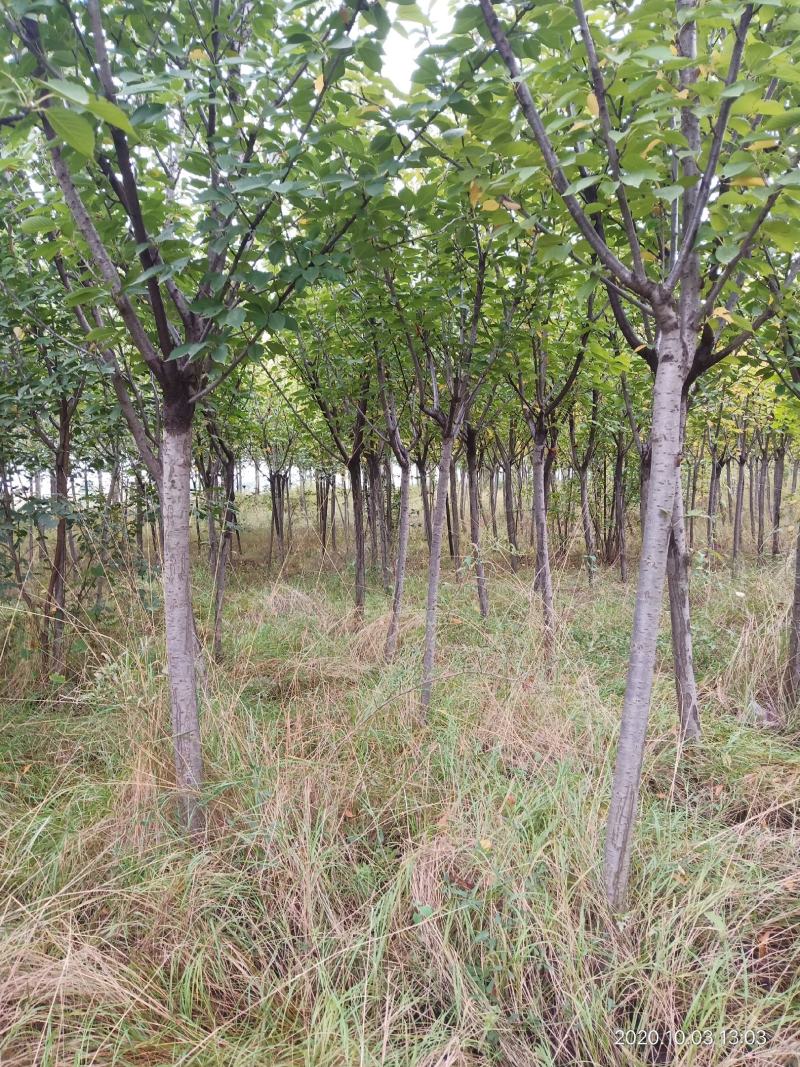 樱花，日本晚樱，3至6公分有量