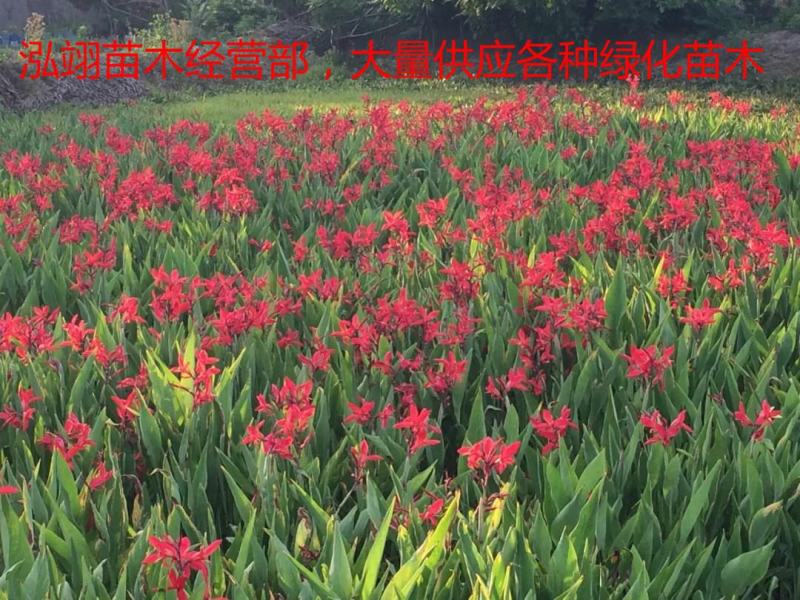 水生美人蕉美人蕉我们的水生美人蕉价格低质量优