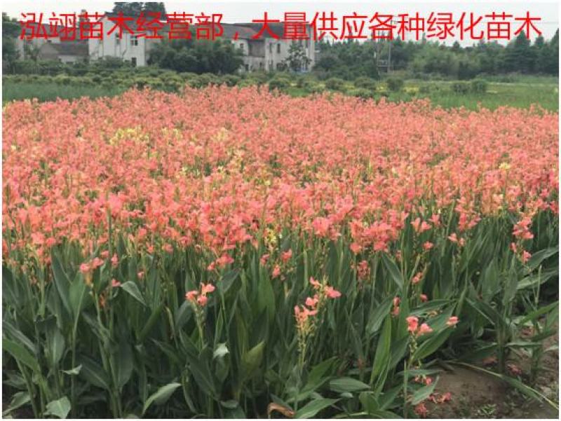 水生美人蕉美人蕉我们的水生美人蕉价格低质量优