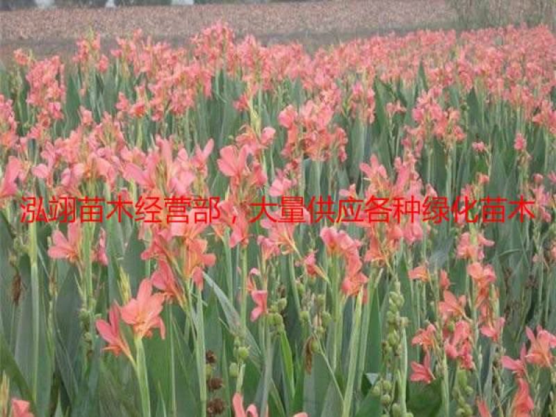 水生美人蕉美人蕉我们的水生美人蕉价格低质量优
