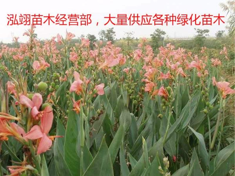 水生美人蕉美人蕉我们的水生美人蕉价格低质量优