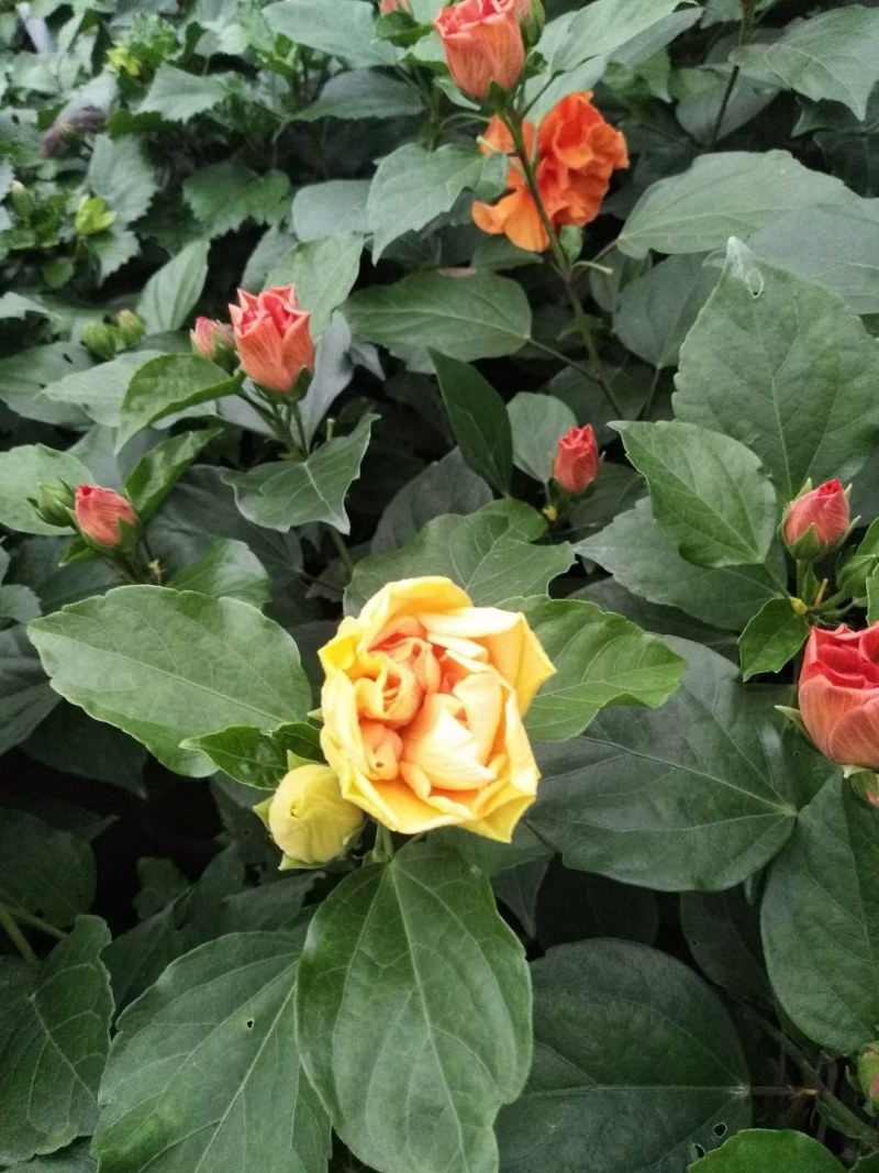 丹麦木槿，木槿，木槿盆花山东木槿，小木槿