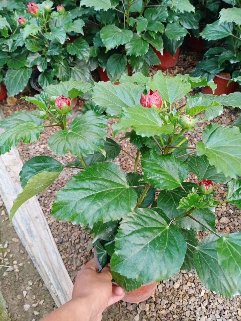 丹麦木槿，木槿，木槿盆花山东木槿，小木槿