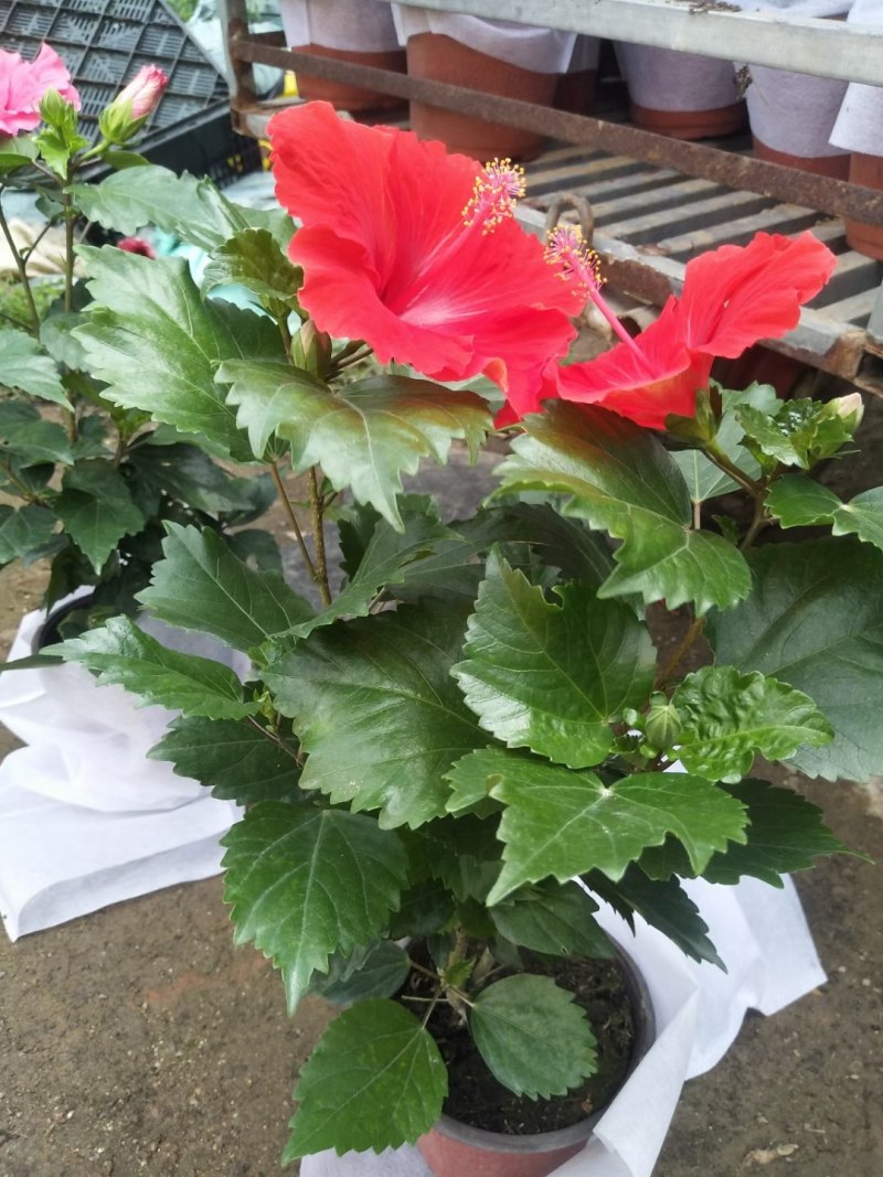 丹麦木槿，木槿，木槿盆花山东木槿，小木槿