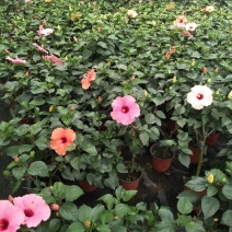 丹麦木槿，木槿，木槿盆花山东木槿，小木槿