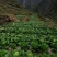 阿坝州茂县大白菜陈二哥代收
