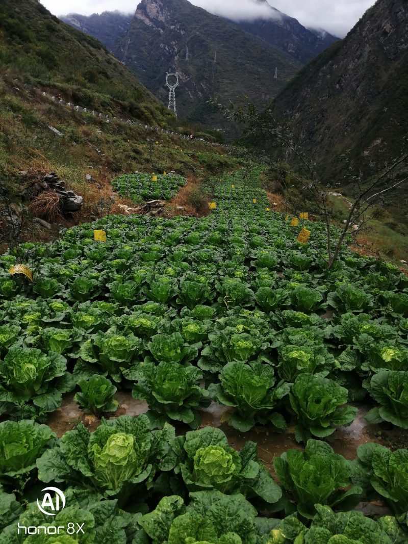 阿坝州茂县大白菜陈二哥代收
