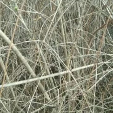 多年生连翘苗，产品高，生长旺。