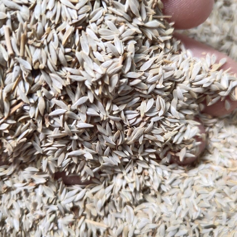 白苣胜白胜子白巨胜巨胜子生菜籽黑苣胜
