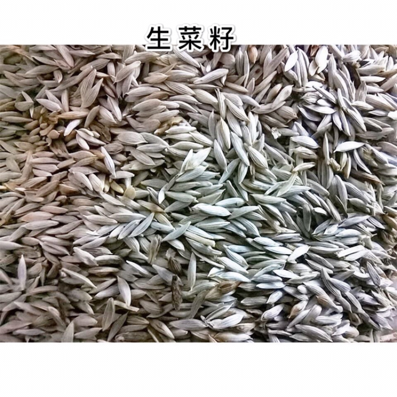 白苣胜白胜子白巨胜巨胜子生菜籽黑苣胜
