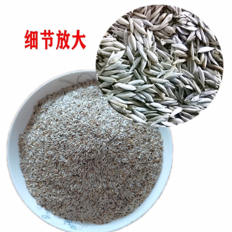 白苣胜白胜子白巨胜巨胜子生菜籽黑苣胜