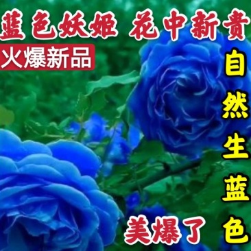 【爆品】蓝色妖姬国外引进品种美爆了包邮