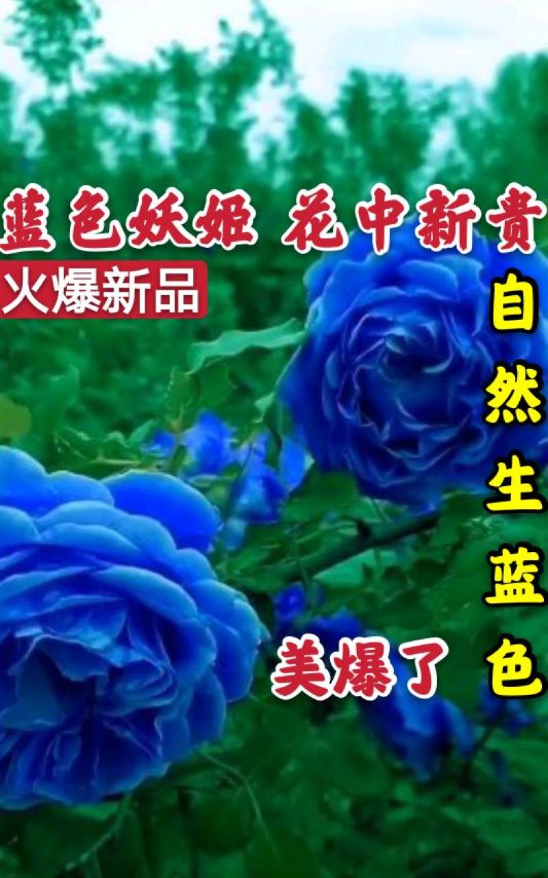 【爆品】蓝色妖姬国外引进品种美爆了卖疯了包邮发货