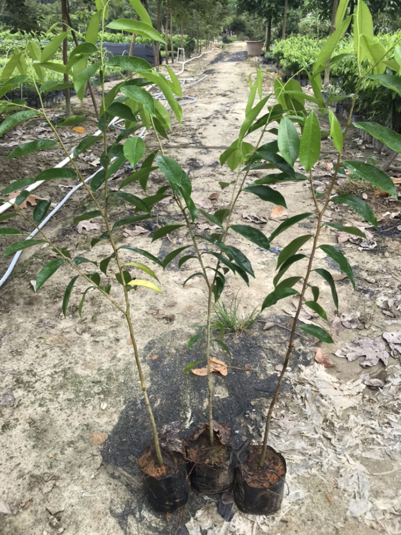 大量0.8-1公分沉香树苗