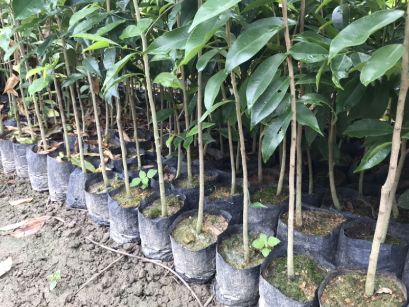 大量0.8-1公分沉香树苗