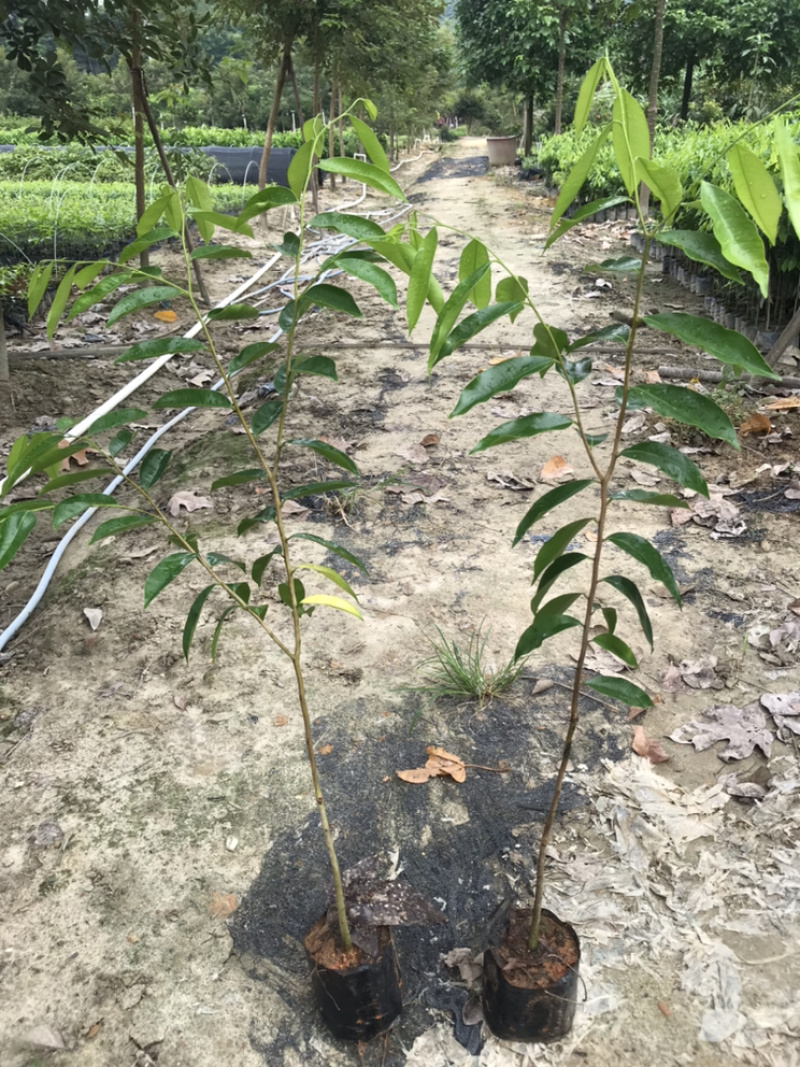 大量0.8-1公分沉香树苗