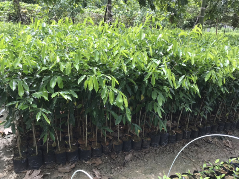 大量0.8-1公分沉香树苗