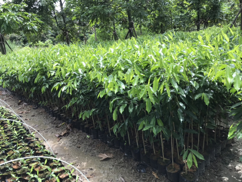 大量0.8-1公分沉香树苗
