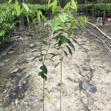 大量0.8-1公分沉香树苗