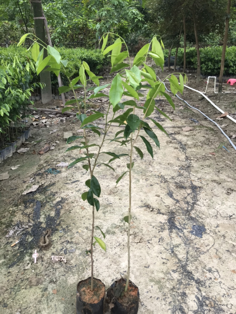 大量0.8-1公分沉香树苗