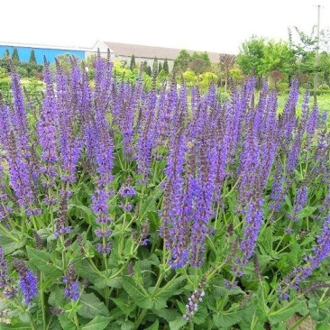 鼠尾草,地被鼠尾草,鼠尾草基地