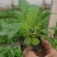 鼠尾草,地被鼠尾草,鼠尾草基地