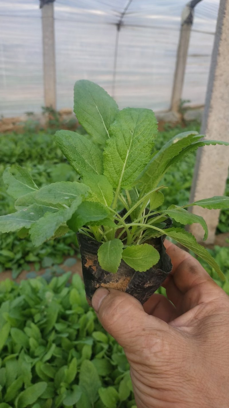 鼠尾草，地被鼠尾草，鼠尾草基地