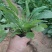 鼠尾草,地被鼠尾草,鼠尾草基地