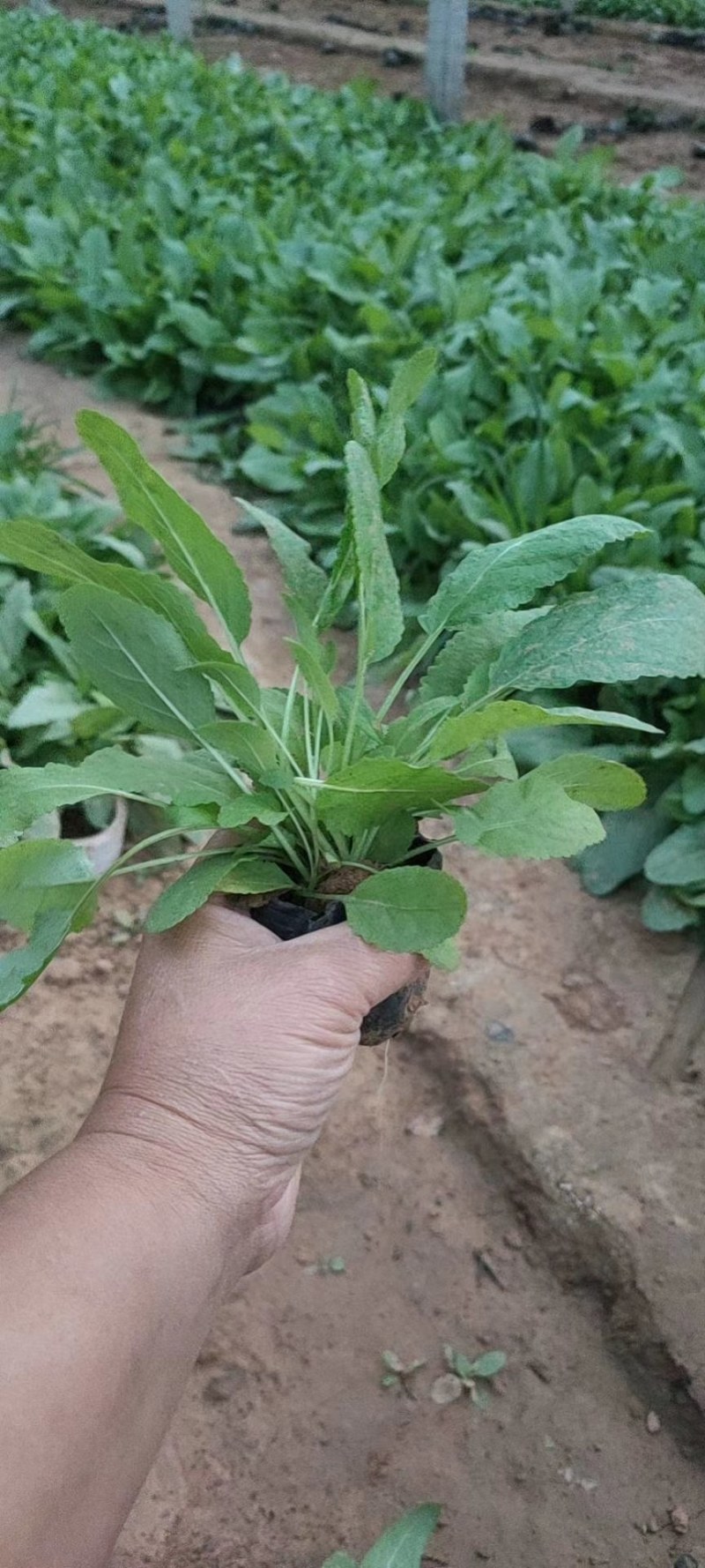 鼠尾草，地被鼠尾草，鼠尾草基地