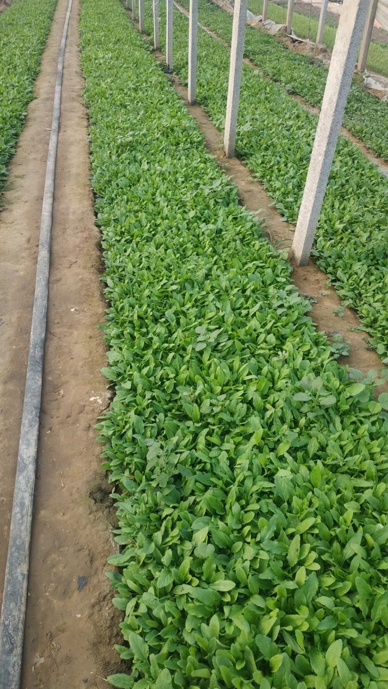 鼠尾草，地被鼠尾草，鼠尾草基地