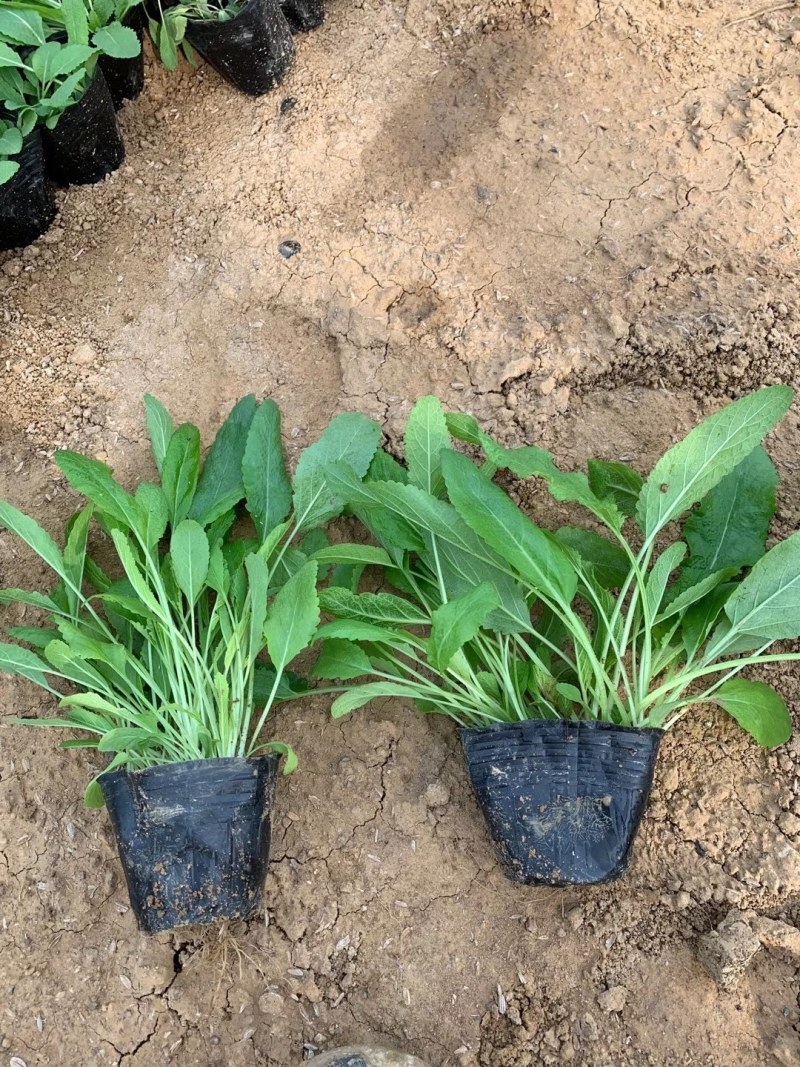 鼠尾草，地被鼠尾草，鼠尾草基地