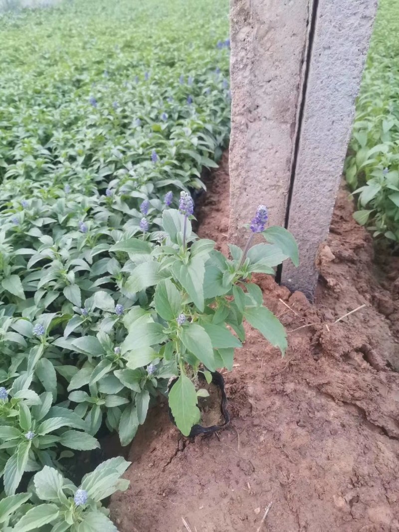 鼠尾草，地被鼠尾草，鼠尾草基地